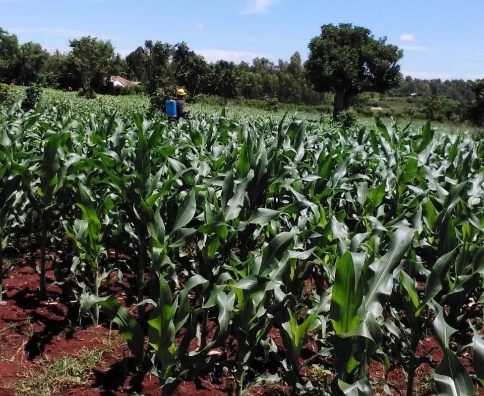 The Critical Role of Agricultural Intensification in Kenya’s Fight Against Poverty